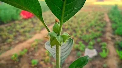 picture-quels-sont-les-bienfaits-de-l-ashwagandha