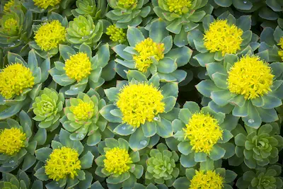 visu-rhodiola-stress-humeur